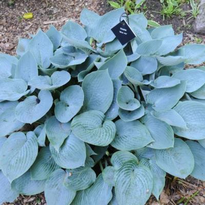 Hosta 'Blue Jay'